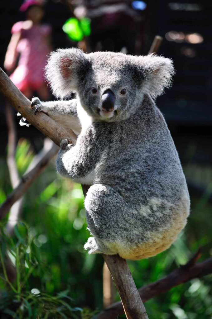 Fascinating Facts About Koala Bears - Wild & Green Lifestyle