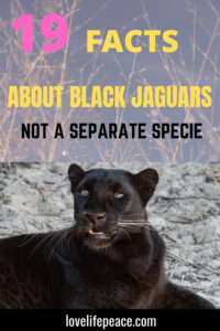 Black Jaguar Animal Facts | A Jaguar With A Gene Mutation - Wild & Green  Lifestyle