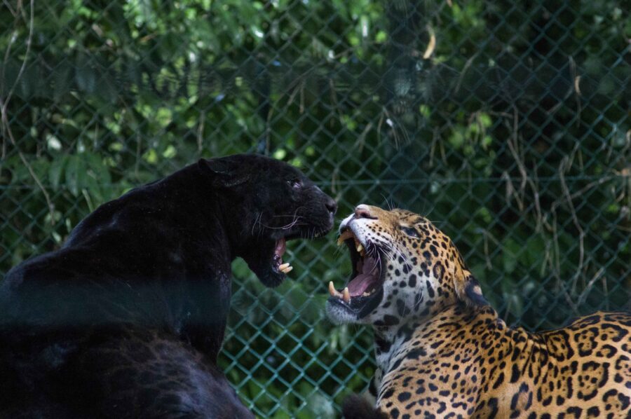 Black Jaguar Animal Facts | A Jaguar With A Gene Mutation - Wild & Green  Lifestyle